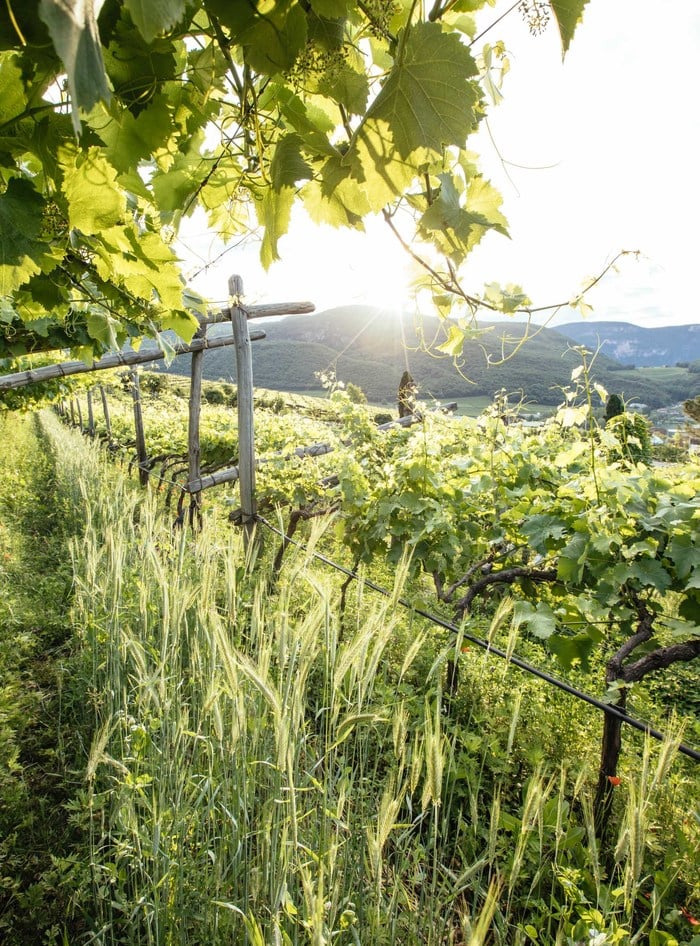 Vini alpini Oltradige Alto Adige