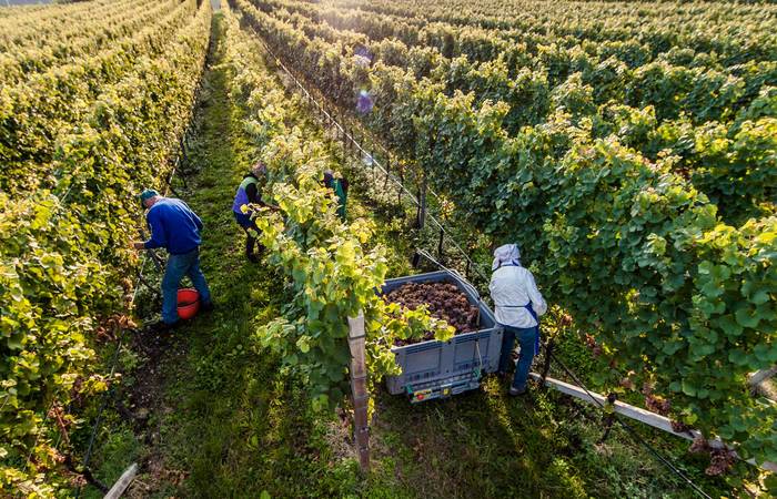 Vignaioli Alto Adige