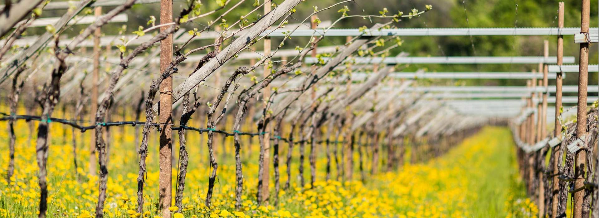 Annata 2011 vino Alto Adige