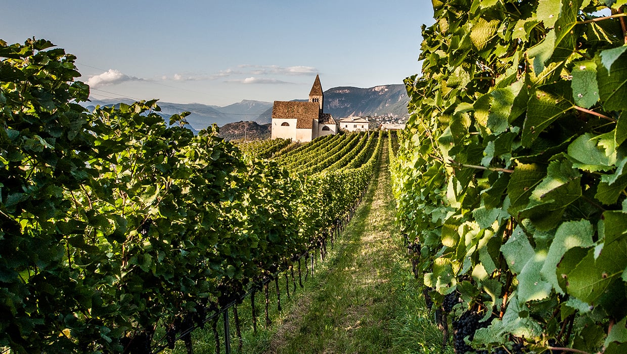 Annata 2011 vino Alto Adige