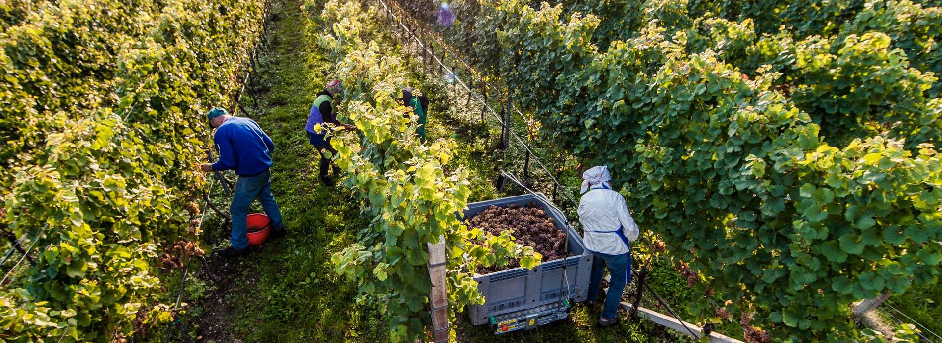 Annata 2012 vino Alto Adige