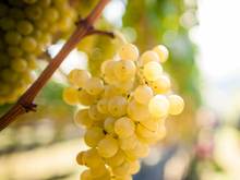 Annata 2012 l`uva Alto Adige