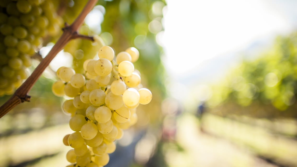 Annata 2012 l`uva Alto Adige