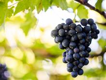 Annata 2013 l`uva Alto Adige