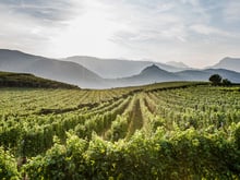 Annata 2014 vitigno Alto Adige