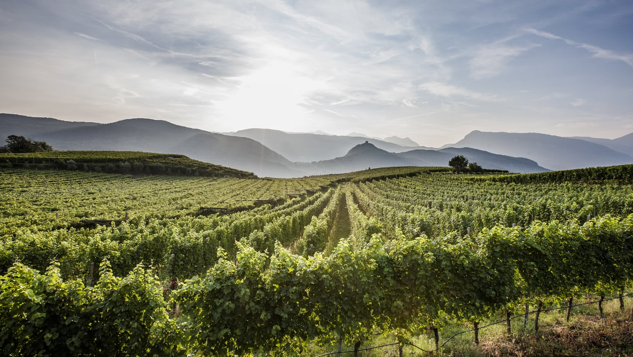 Annata 2014 vitigno Alto Adige