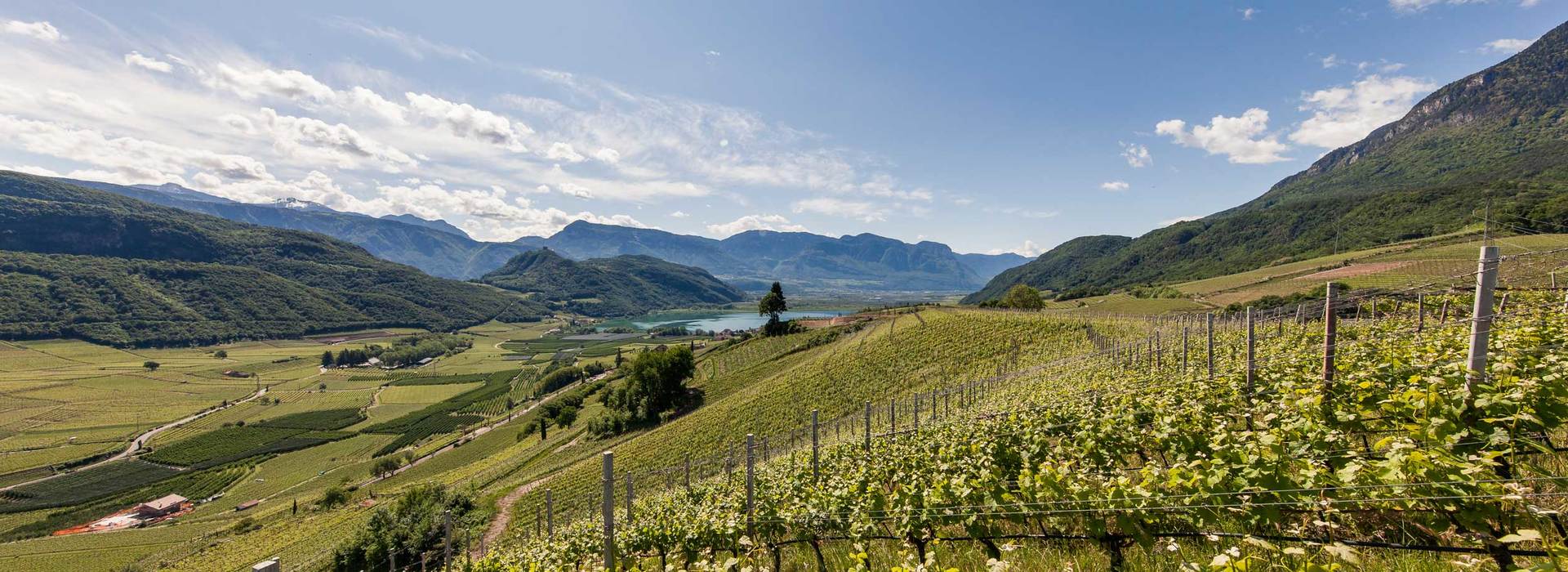 Annata 2016 vino Alto Adige