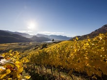 Annata 2016 vino Alto Adige