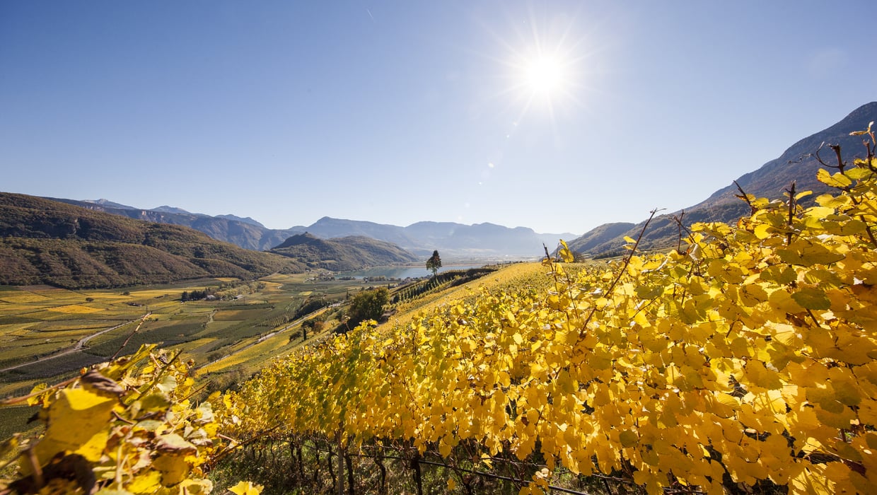 Annata 2016 vino Alto Adige