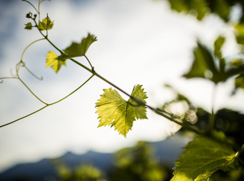 Foglia verde di una vite con sfondo sfocato.