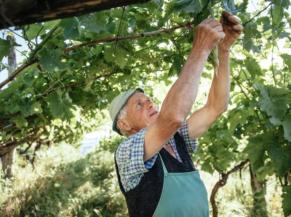 Vignaioli Alto Adige