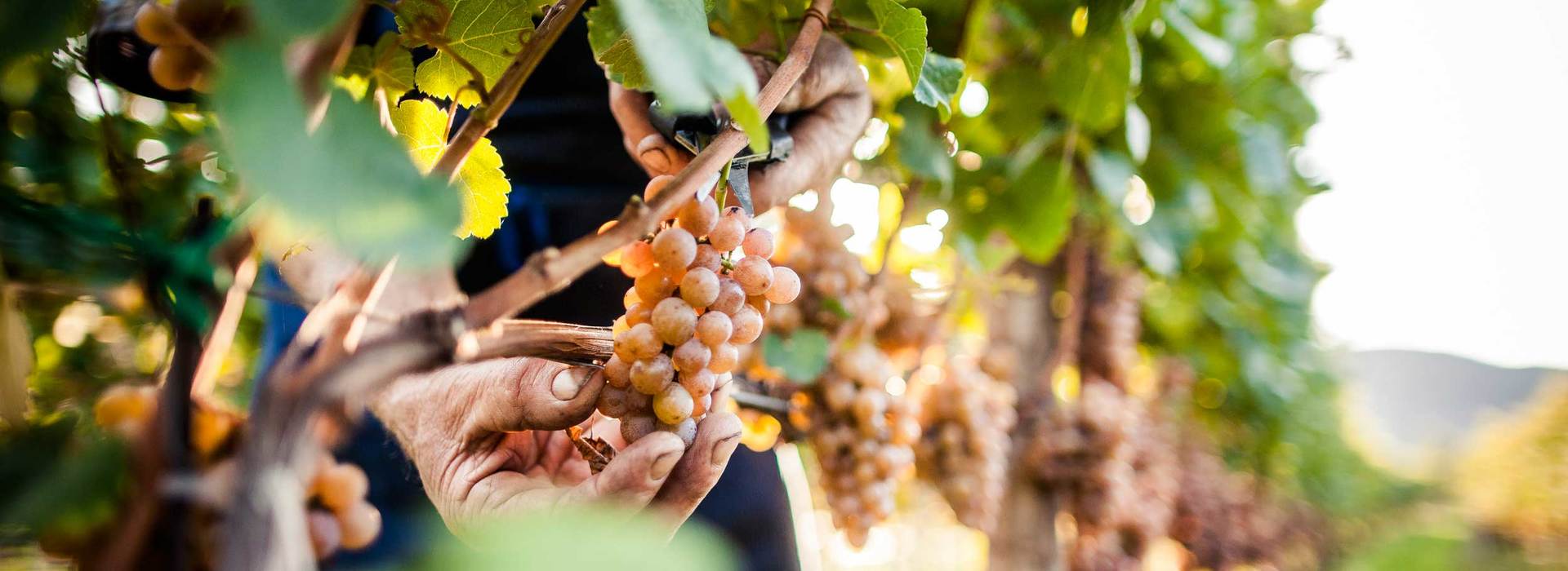 Primo piano di un viticoltore durante la vendemmia nella vigna, con attenzione alle mani e agli acini.