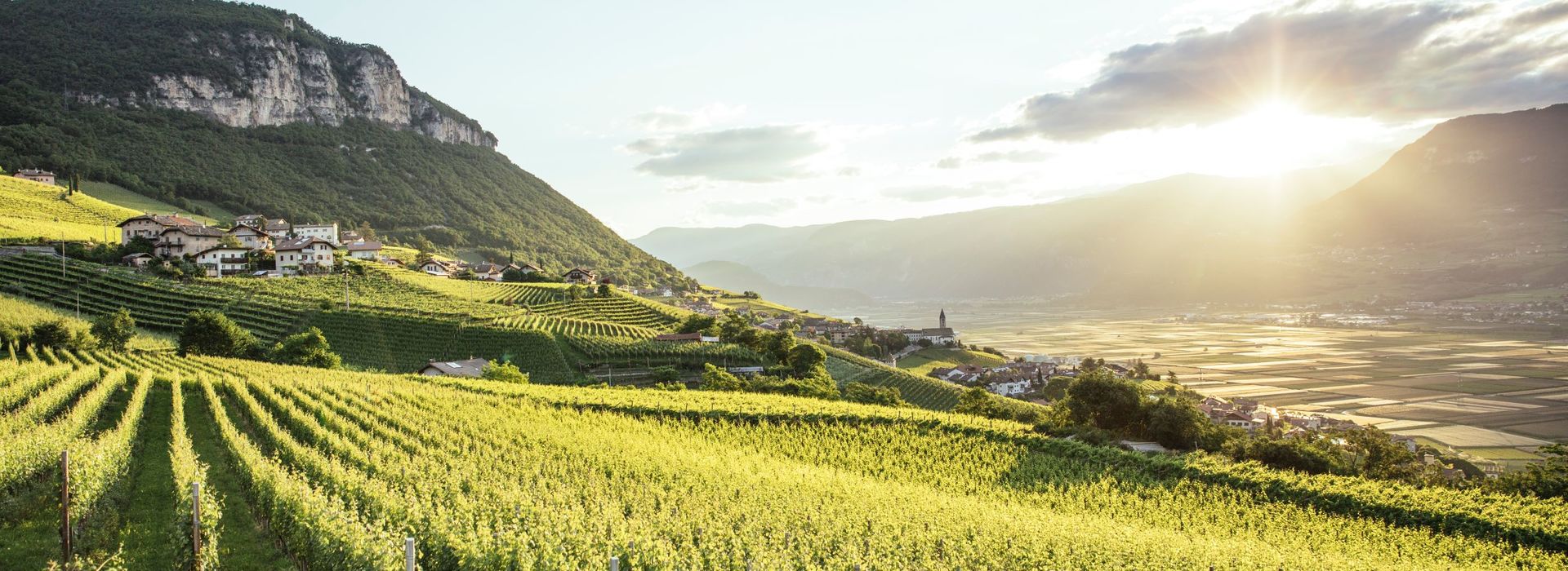 Vigneto in Alto Adige all’alba con luce calda che illumina i filari.