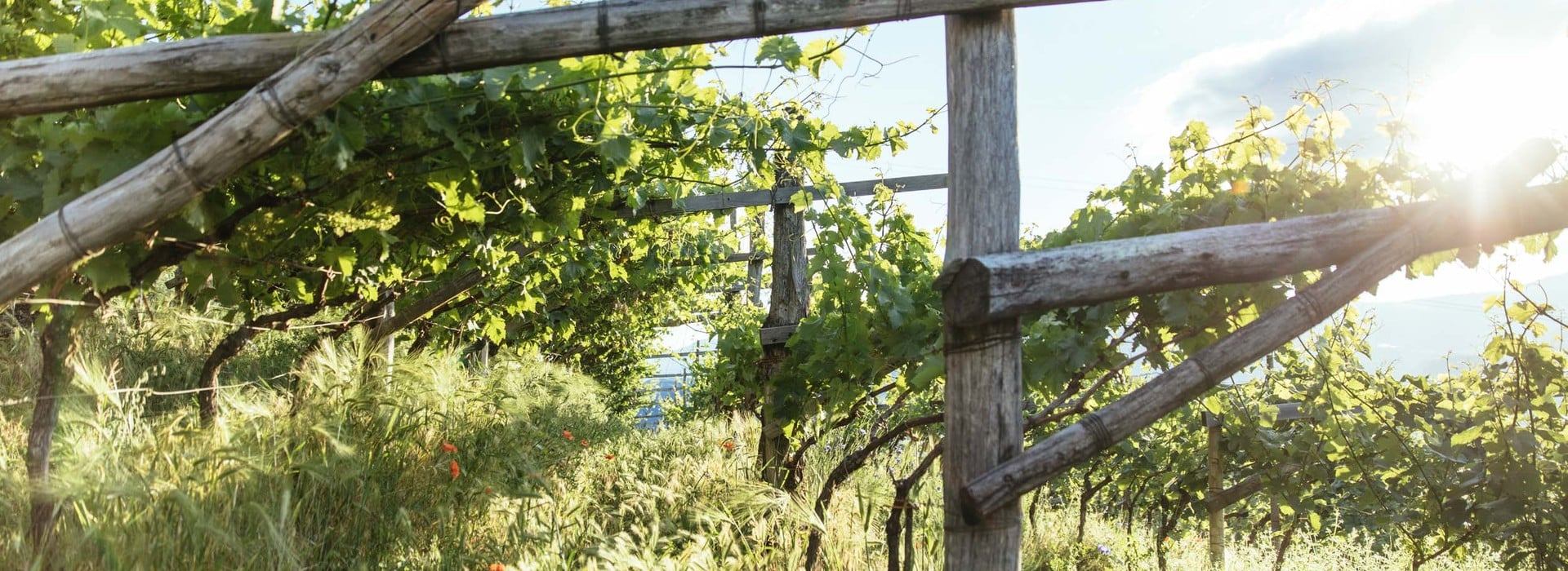 Clima e topografia Alro Adige