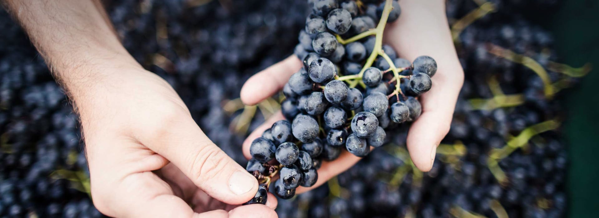 Vino rosso Alto Adige