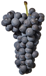 Pinot nero Alto Adige