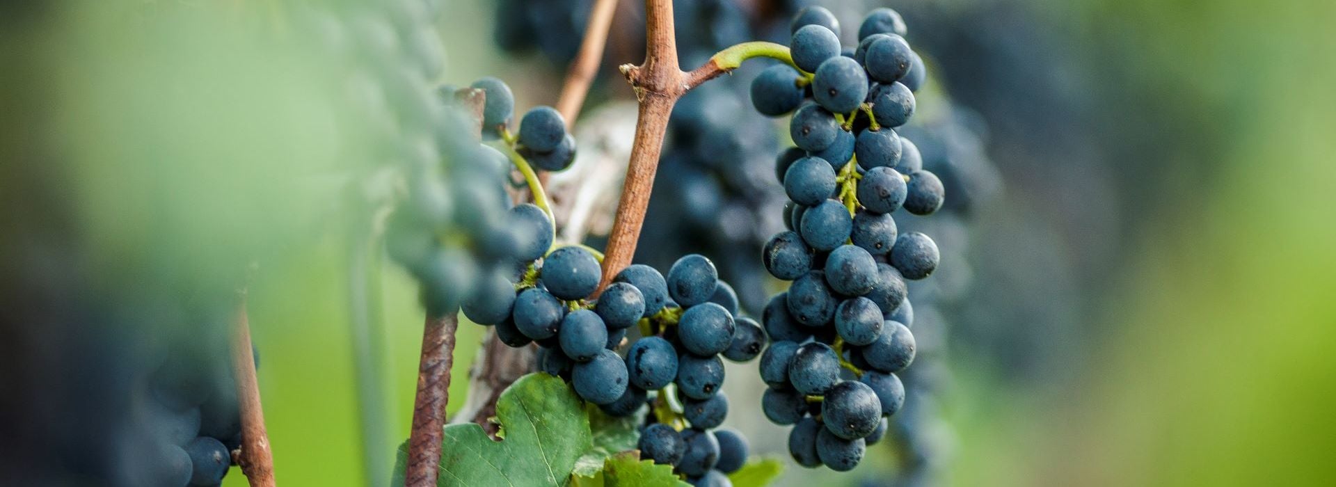 Pinot nero Alto Adige