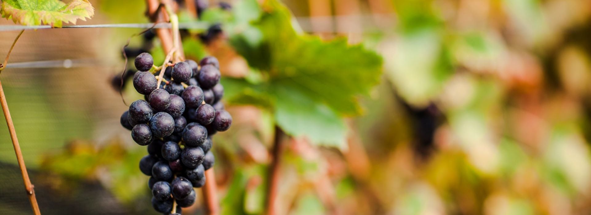 Moscato rosa Alto Adige