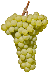 Pinot bianco
