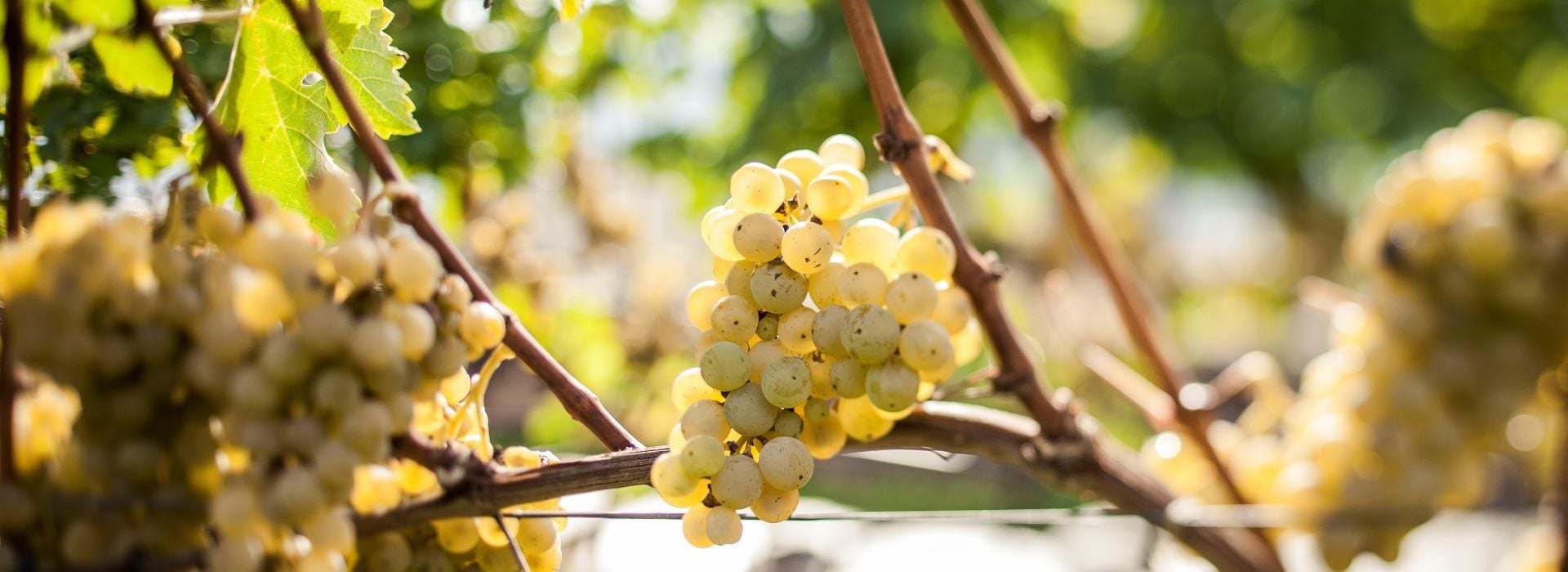 Pinot bianco Alto Adige