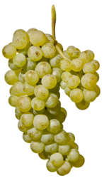 Sauvignon blanc