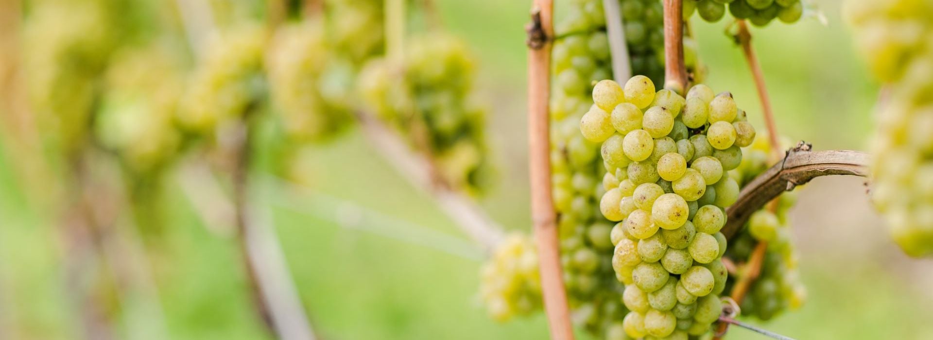 Sauvignon-blanc-Alto-Adige