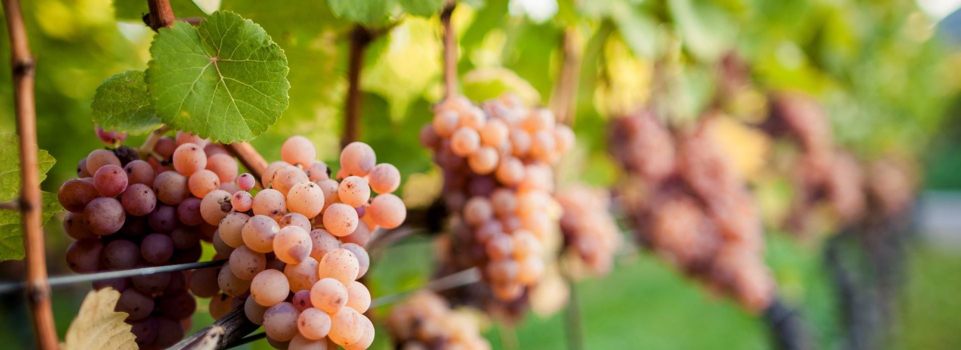 Gewürztraminer Alto Adige