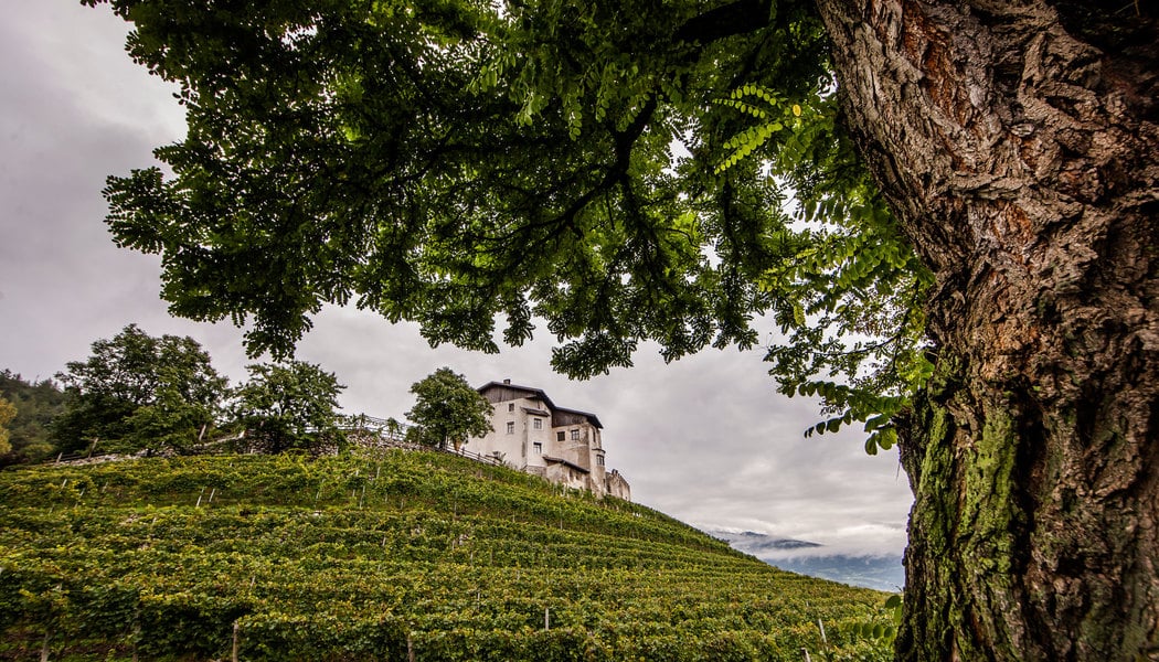 Terra del Grüner Veltliner