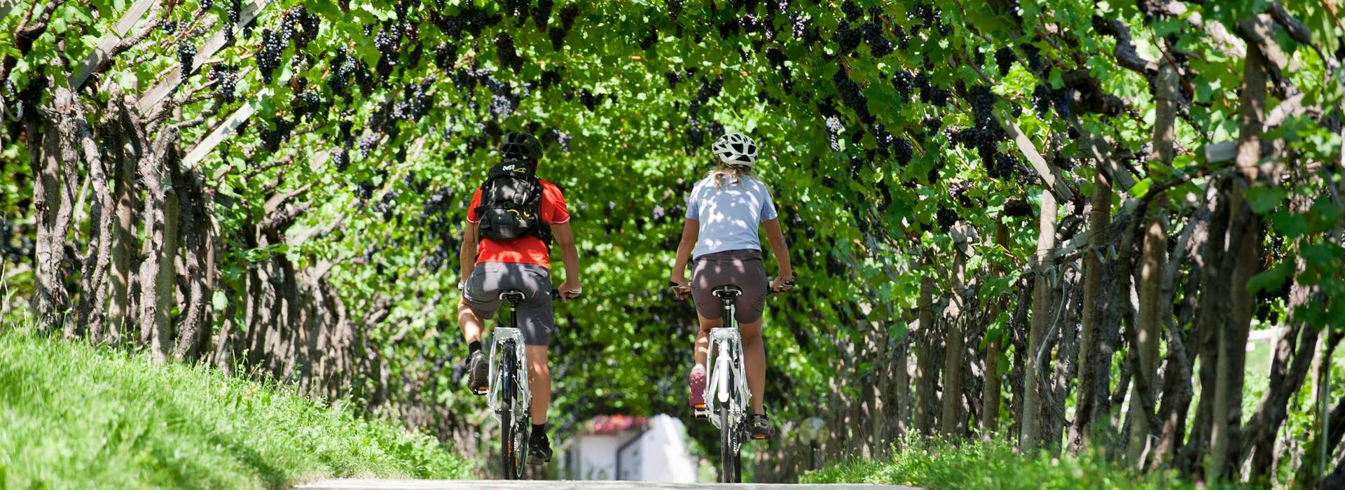 Bici e vigneti Alto Adige