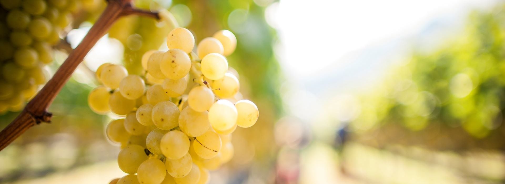 Moscato giallo Alto Adige