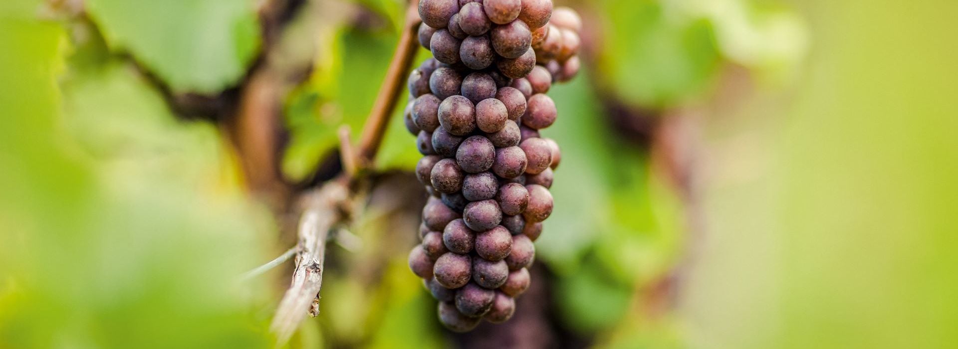 Pinot grigio Alto Adige