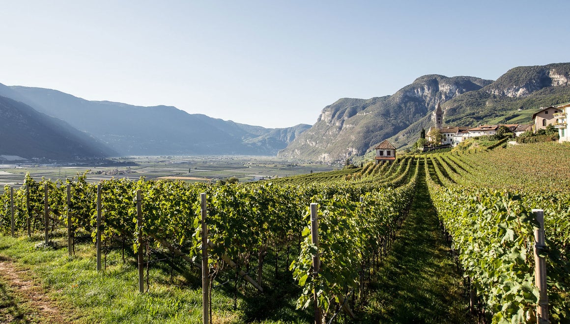 Vista su vigneti verdi e paesaggio collinare dell'Alto Adige sotto un cielo limpido.