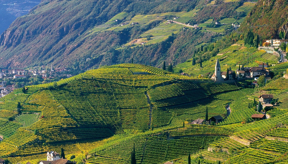 Vigneti dell'Alto Adige con dolci colline e filari verdi, circondati da montagne.