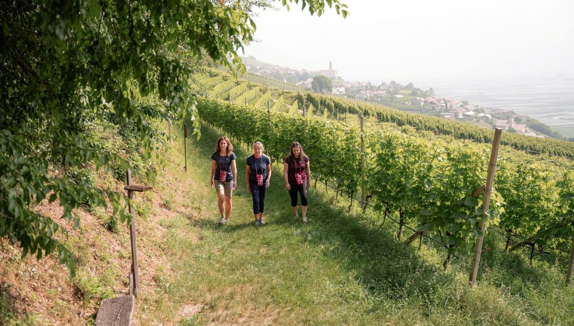 Sentiero enodidattico di Cortaccia Magrè Cortina Alto Adige