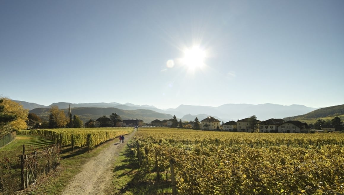 Percorso didattico sul vino Castel Sallegg Alto Adige