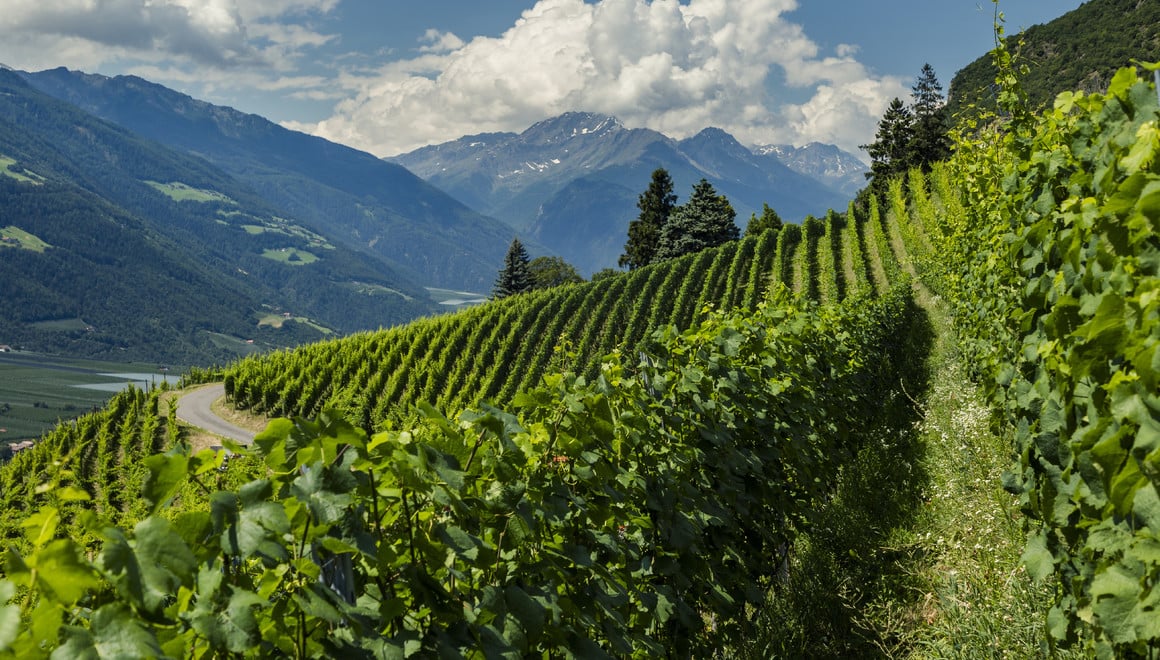 Via Vinum Venostis Alto Adige