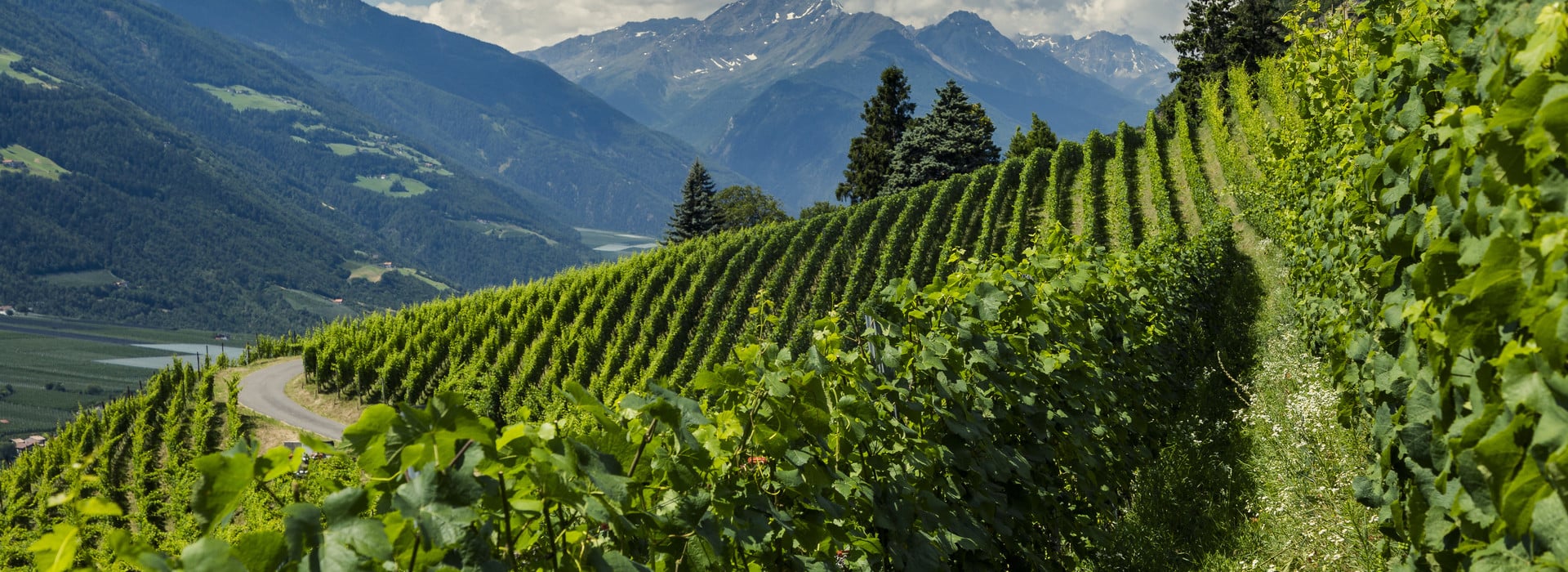 Via Vinum Venostis - Sentiero enologico della Val Venosta