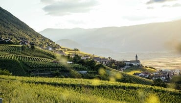 IDM/Vino Alto Adige