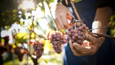 Annata 2018 Alto Adige