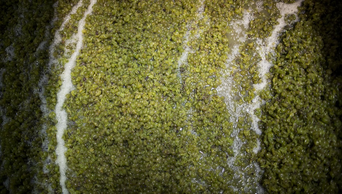 Dalla vinificazione in bianco alla fermentazione sulle bucce