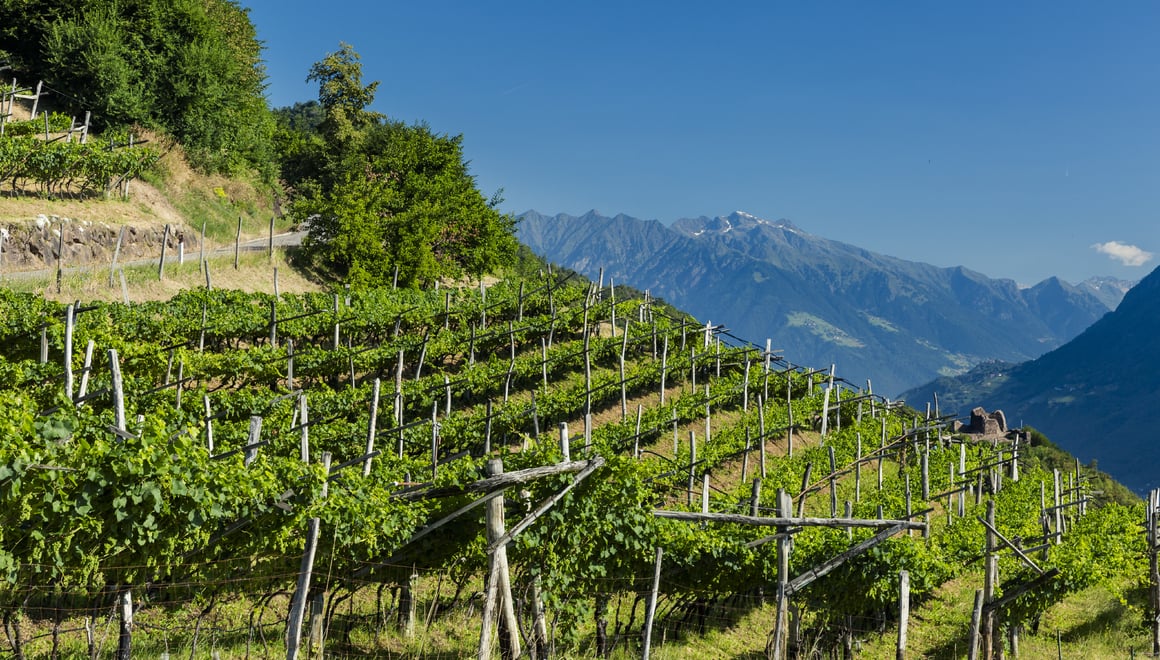 Vini Alto Adige - Escursioni