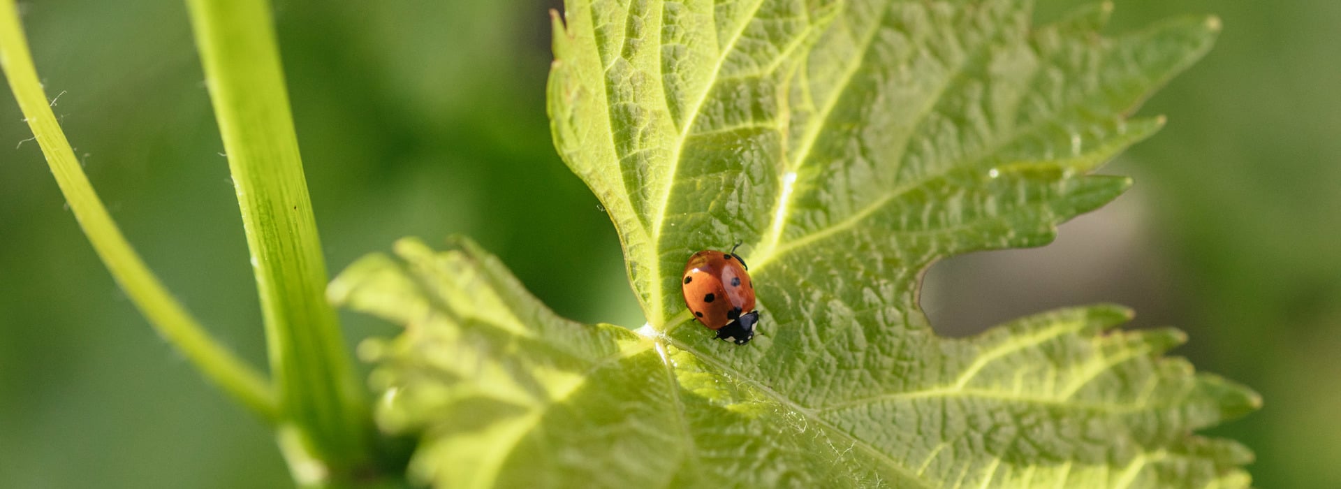 Coccinella su una foglia di vite.