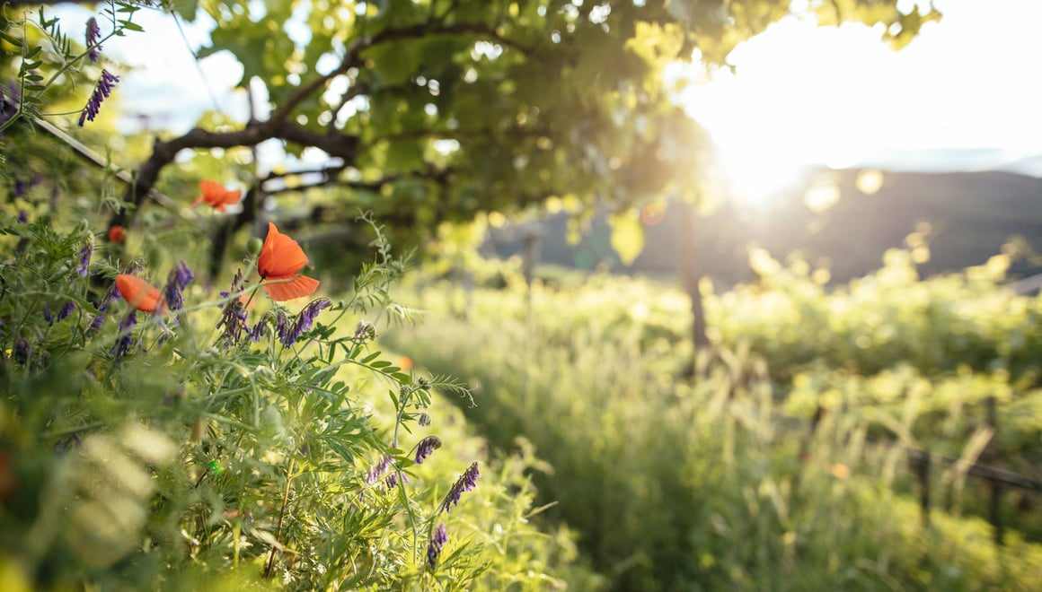 Il sole filtra attraverso le viti verdi, con fiori che sbocciano tra le viti.