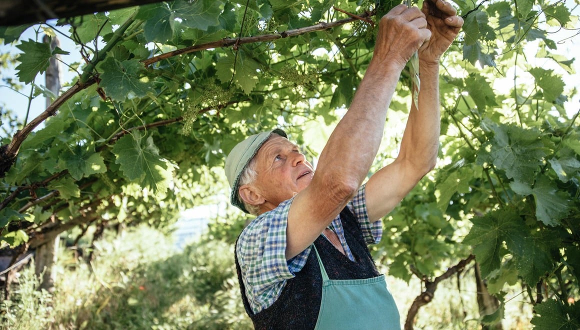 Un vignaiolo dell'Alto Adige mentre lavora tra le vigne verdi.