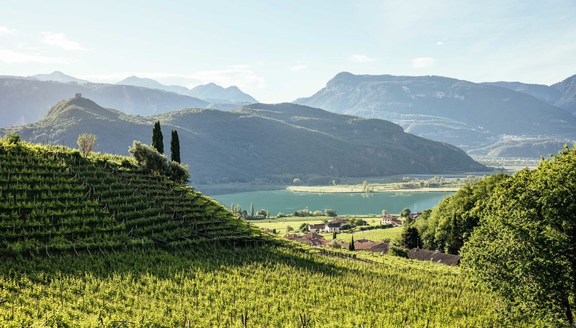 Vigne verdi con vista sul Lago di Caldaro.