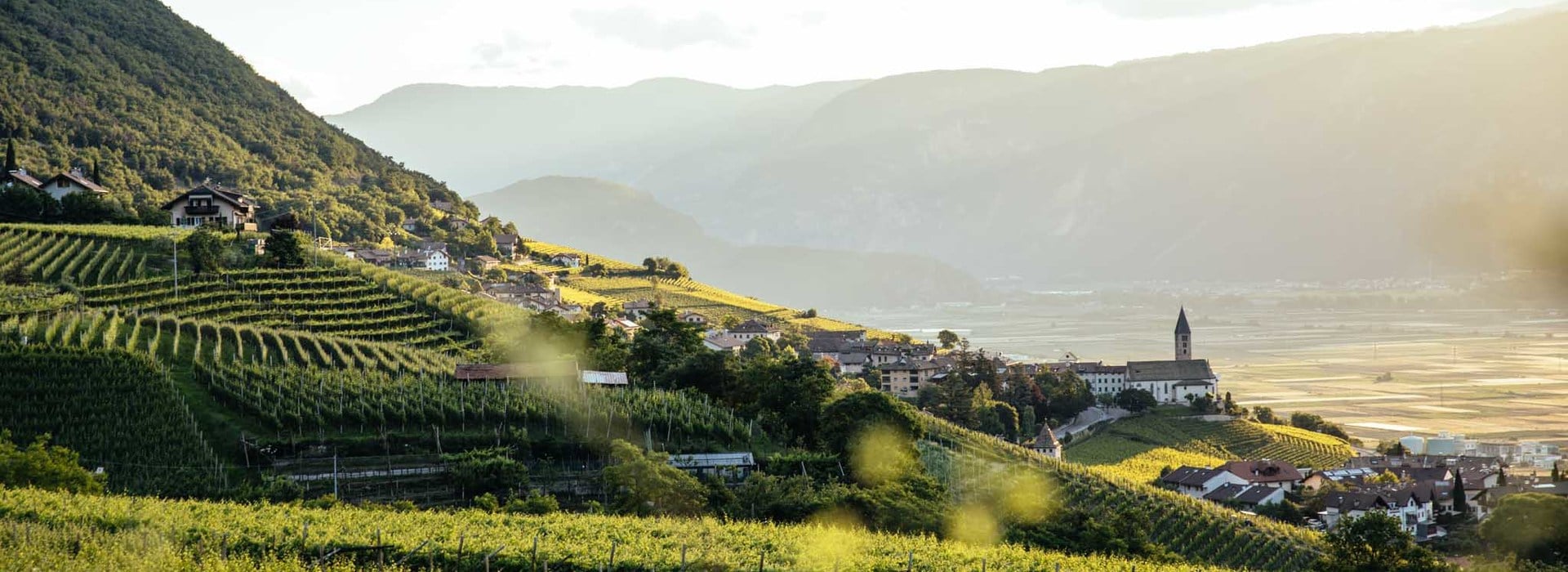 Procedura di selezione dell’organismo di esecuzione del programma di informazione e promozione dei prodotti agricoli nei Paesi Terzi – Regolamento UE n. 1144/2014