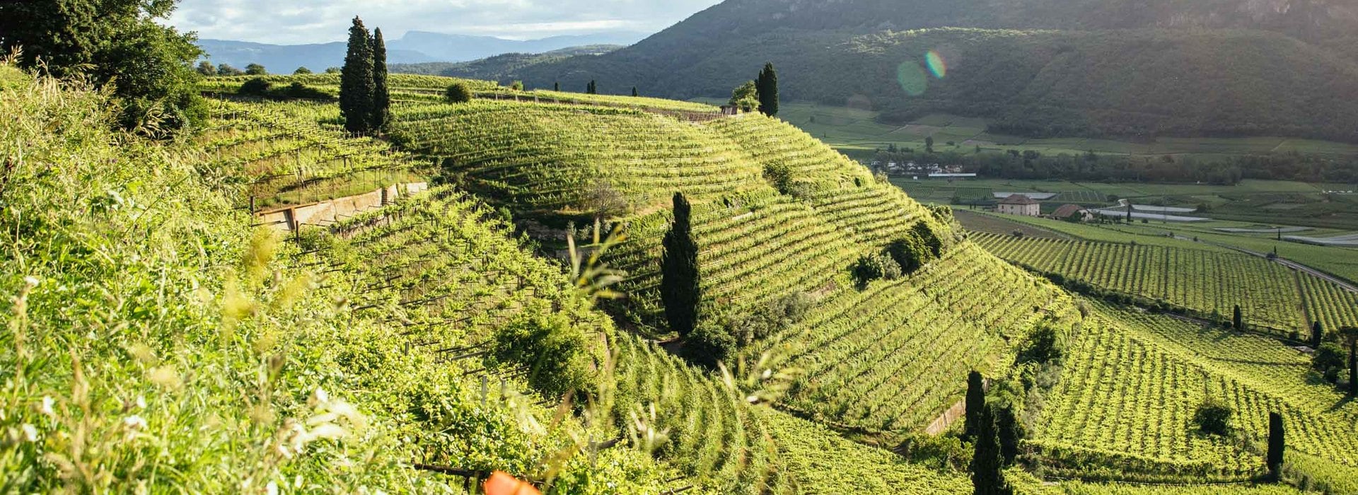 Annata 2020 - Vini Alto Adige