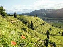 Annata 2020 - Vini Alto Adige