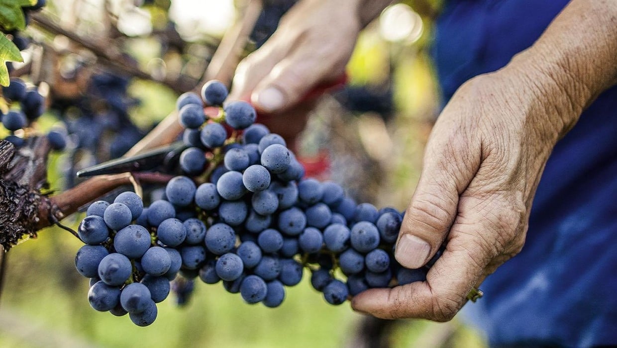 Annata - Vini Alto Adige
