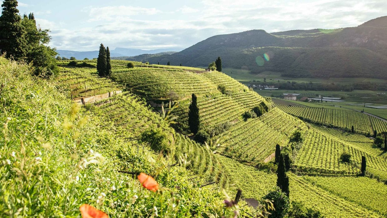 Vigneti in Alto Adige